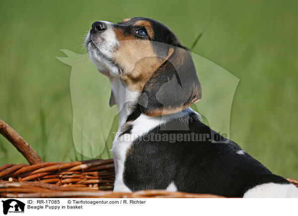 Beagle Welpe im Krbchen / Beagle Puppy in basket / RR-17085