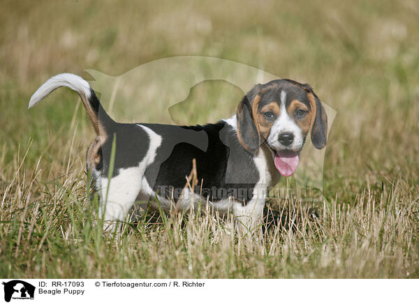 Beagle Welpe / Beagle Puppy / RR-17093