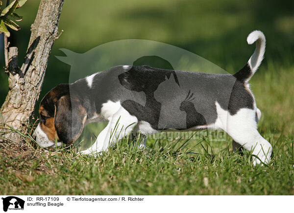 schnuppernder Beagle / snuffling Beagle / RR-17109