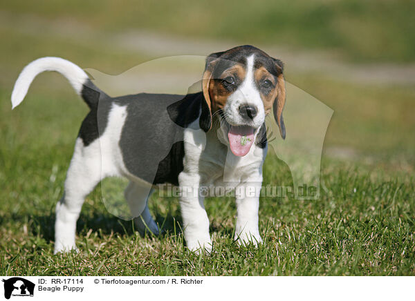 Beagle Welpe / Beagle Puppy / RR-17114