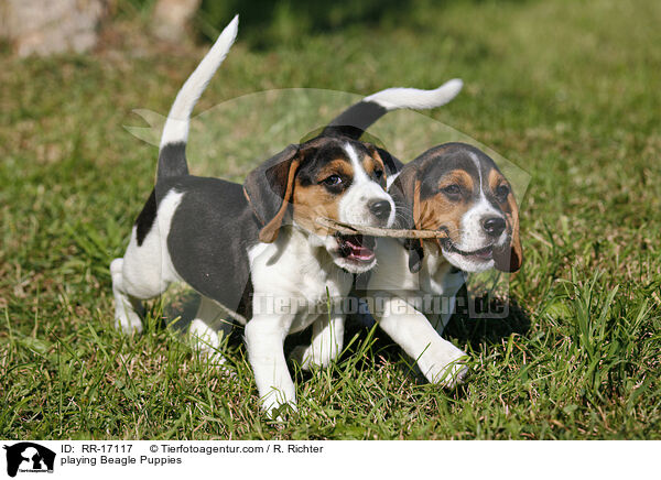 spielende Beagle Welpen / playing Beagle Puppies / RR-17117