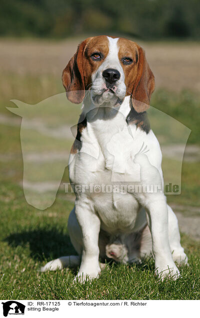 sitzender Beagle / sitting Beagle / RR-17125