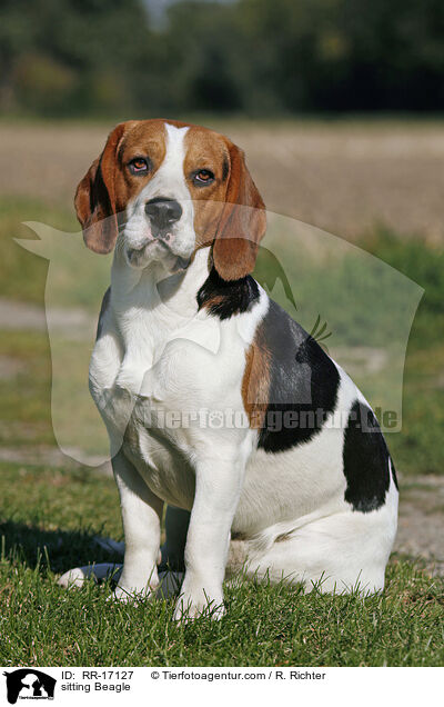 sitzender Beagle / sitting Beagle / RR-17127