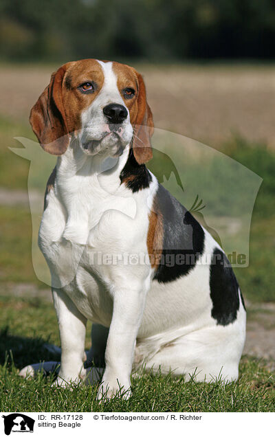 sitzender Beagle / sitting Beagle / RR-17128