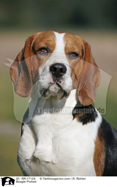 Beagle Portrait / Beagle Portrait / RR-17129