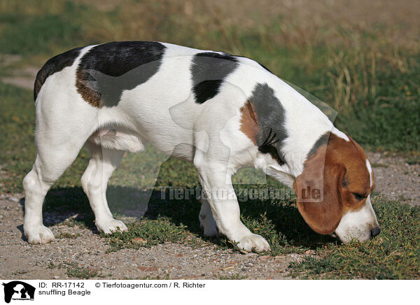 schnuppernder Beagle / snuffling Beagle / RR-17142