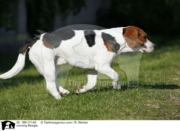 rennender Beagle / running Beagle / RR-17146