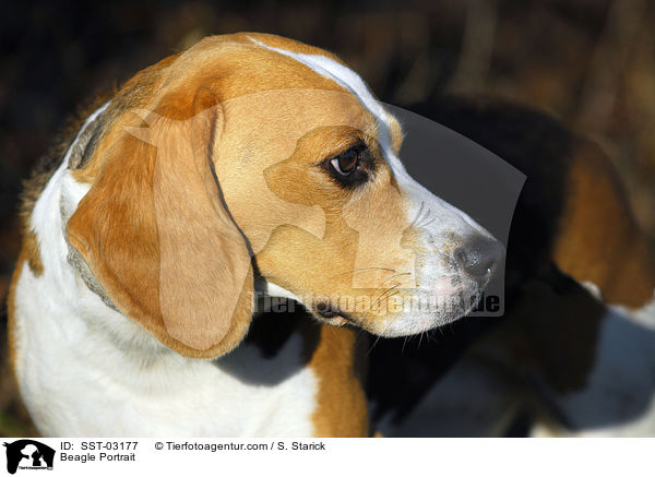 Beagle Portrait / Beagle Portrait / SST-03177