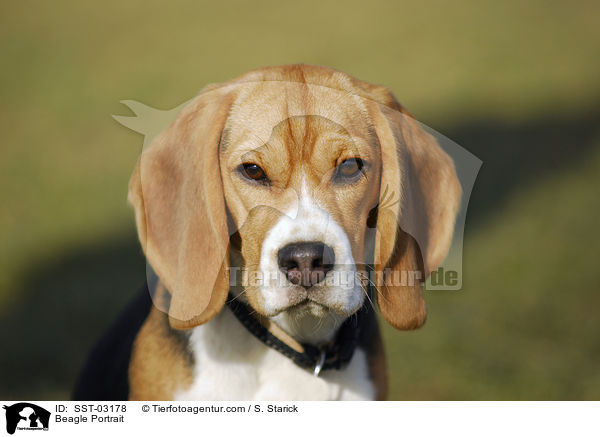 Beagle Portrait / Beagle Portrait / SST-03178