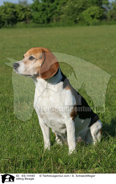 sitzender Beagle / sitting Beagle / SS-14480