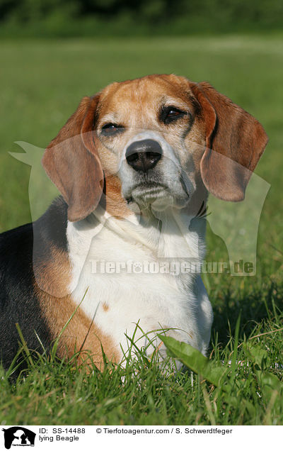 liegender Beagle / lying Beagle / SS-14488