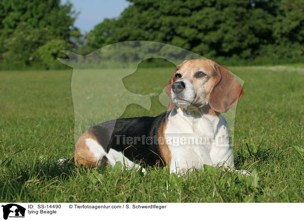 liegender Beagle / lying Beagle / SS-14490