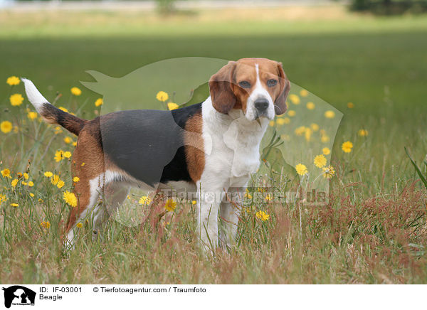 Beagle / Beagle / IF-03001