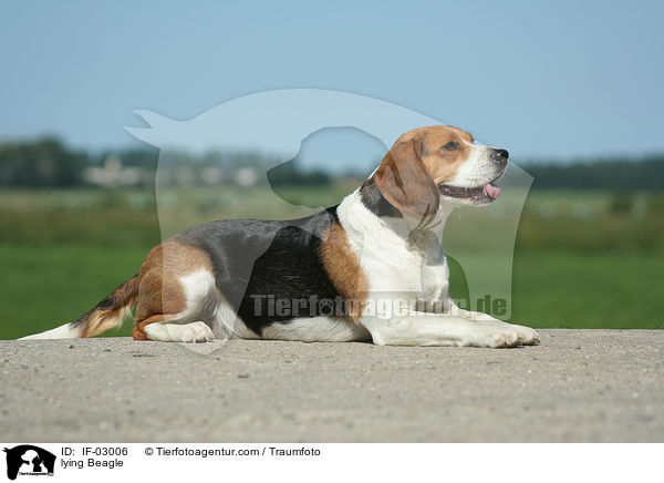liegender Beagle / lying Beagle / IF-03006