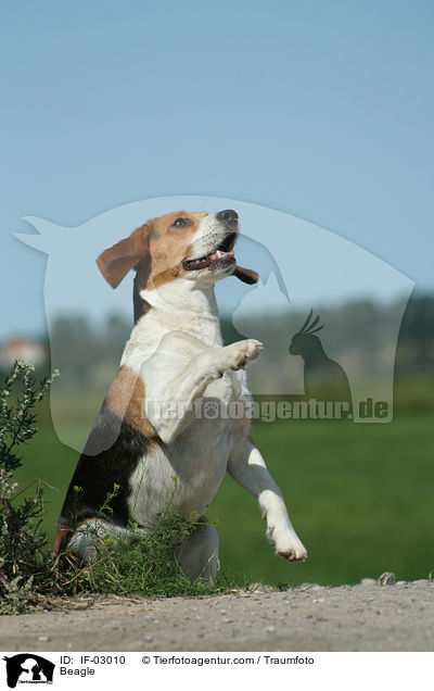 Beagle / Beagle / IF-03010