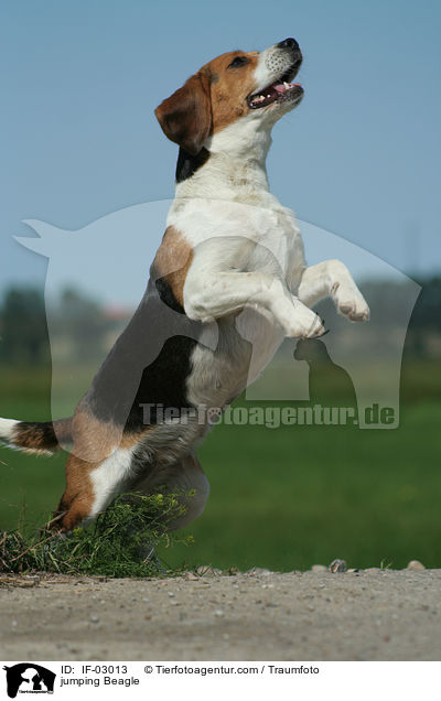 springender Beagle / jumping Beagle / IF-03013