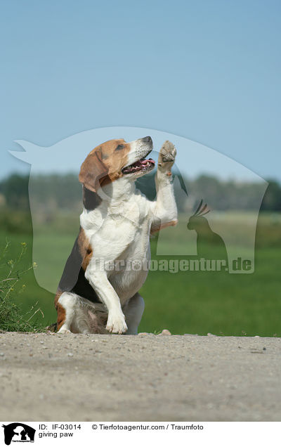 Pftchen geben / giving paw / IF-03014