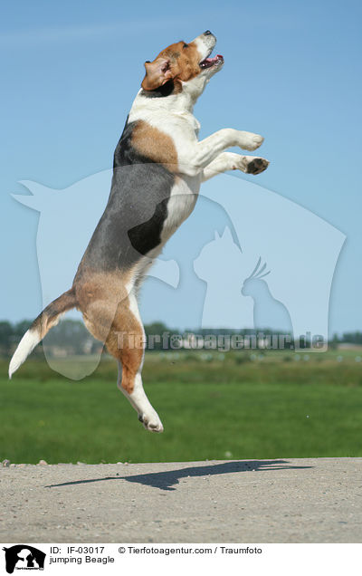springender Beagle / jumping Beagle / IF-03017