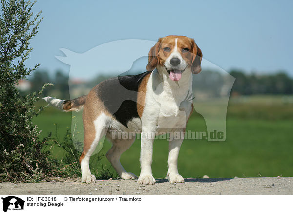 stehender Beagle / standing Beagle / IF-03018