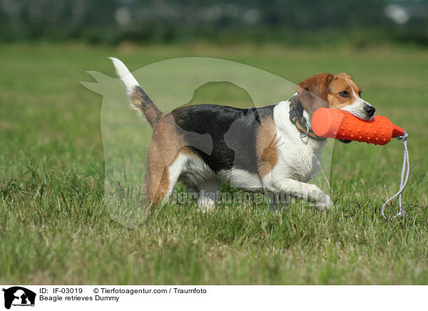 Beagle bei der Dummyarbeit / Beagle retrieves Dummy / IF-03019