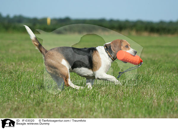 Beagle bei der Dummyarbeit / Beagle retrieves Dummy / IF-03020