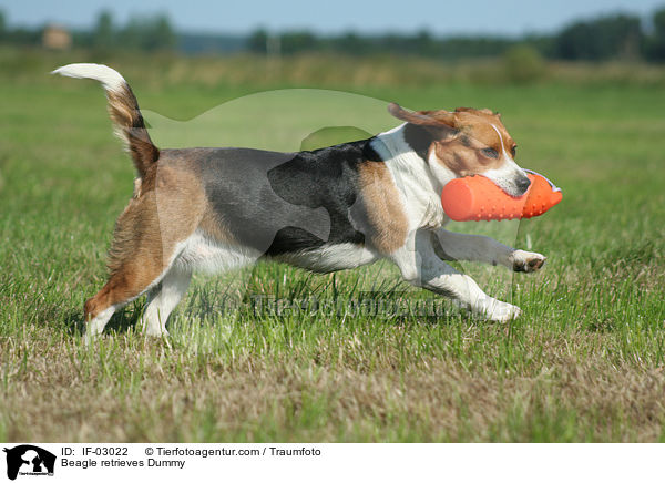 Beagle bei der Dummyarbeit / Beagle retrieves Dummy / IF-03022