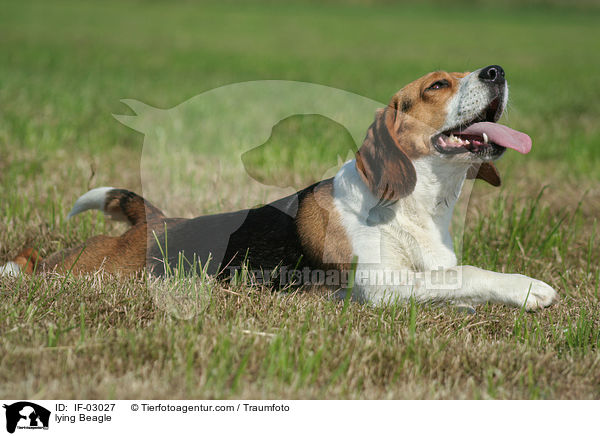 liegender Beagle / lying Beagle / IF-03027