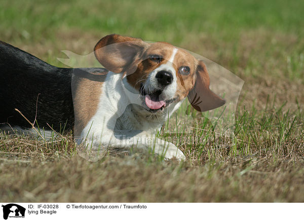 liegender Beagle / lying Beagle / IF-03028