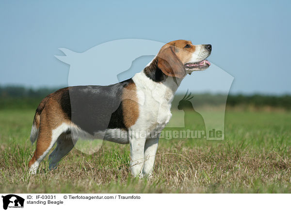 stehender Beagle / standing Beagle / IF-03031