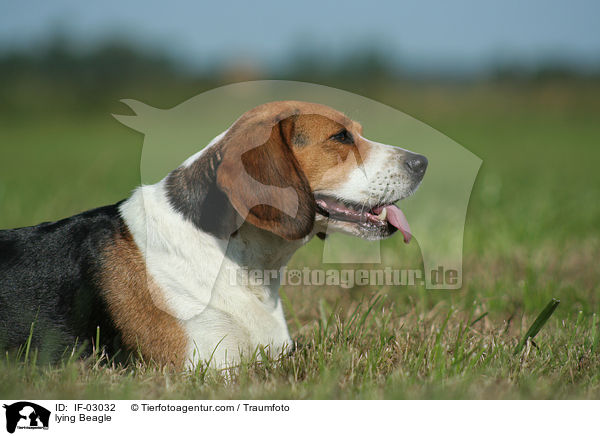 liegender Beagle / lying Beagle / IF-03032