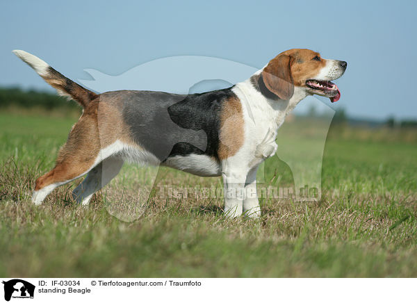 stehender Beagle / standing Beagle / IF-03034