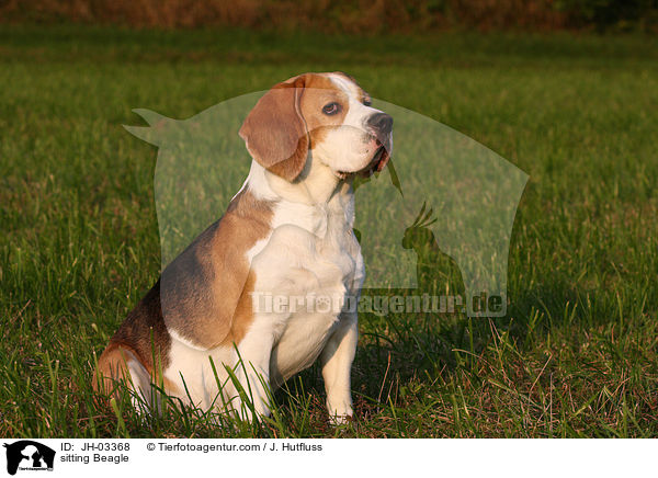 sitzender Beagle / sitting Beagle / JH-03368