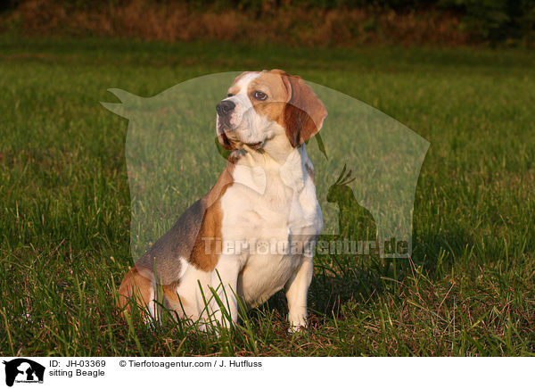 sitzender Beagle / sitting Beagle / JH-03369