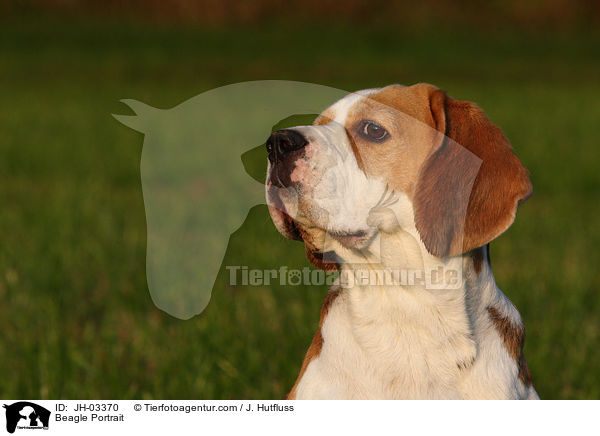 Beagle Portrait / Beagle Portrait / JH-03370