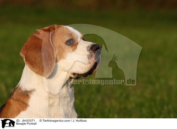 Beagle Portrait / Beagle Portrait / JH-03371