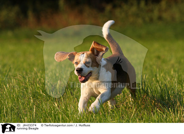 rennender Beagle / running Beagle / JH-03374