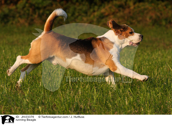 rennender Beagle / running Beagle / JH-03376