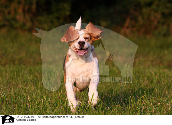 rennender Beagle / running Beagle / JH-03379