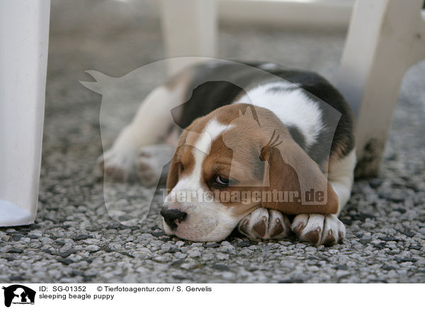 schlafender Beagle Welpe / sleeping beagle puppy / SG-01352