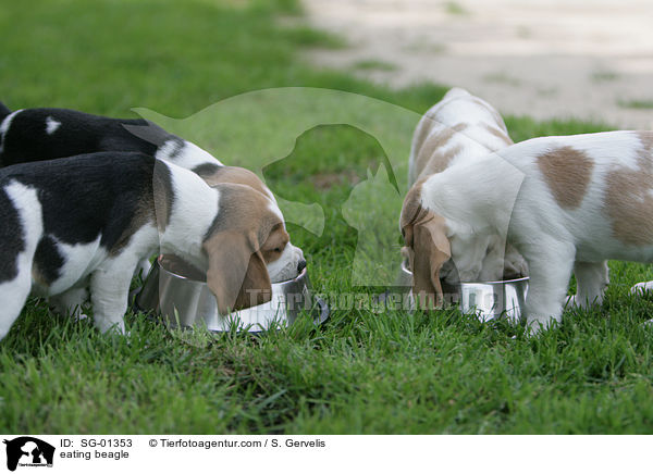 eating beagle / SG-01353