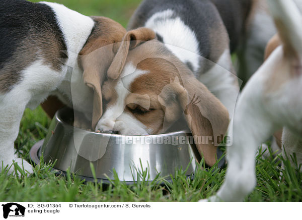 eating beagle / SG-01354