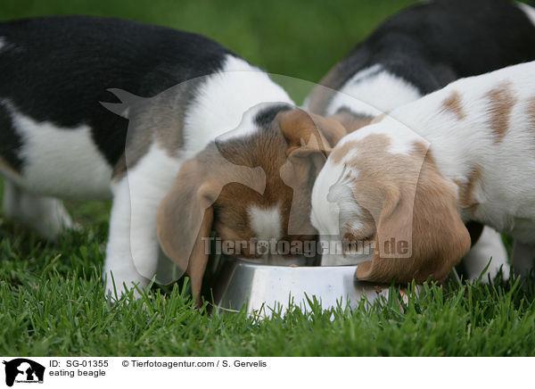 fressende Beagle / eating beagle / SG-01355