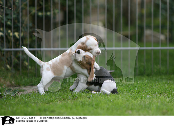 spielende Beagle Welpen / playing Beagle puppies / SG-01356