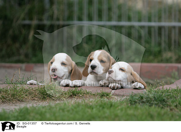 Beagle / Beagle / SG-01357