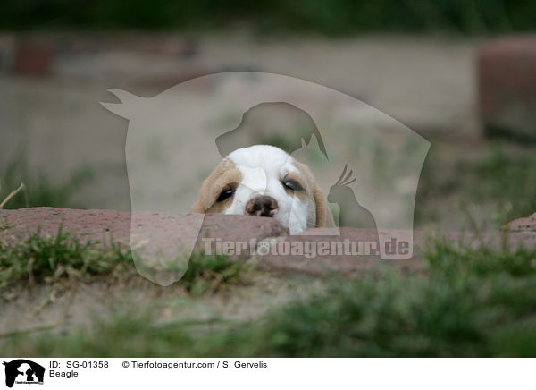 Beagle / Beagle / SG-01358