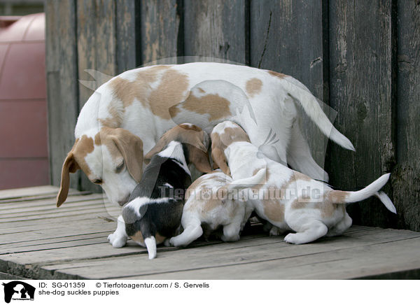 Hndin sugt Welpen / she-dog suckles puppies / SG-01359