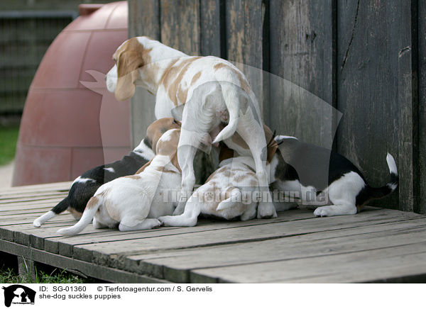 Hndin sugt Welpen / she-dog suckles puppies / SG-01360