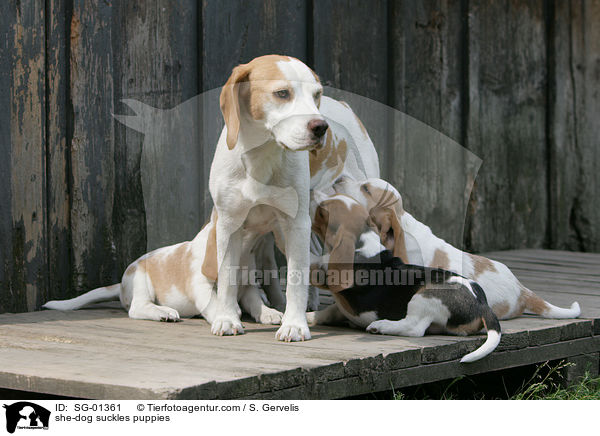Hndin sugt Welpen / she-dog suckles puppies / SG-01361