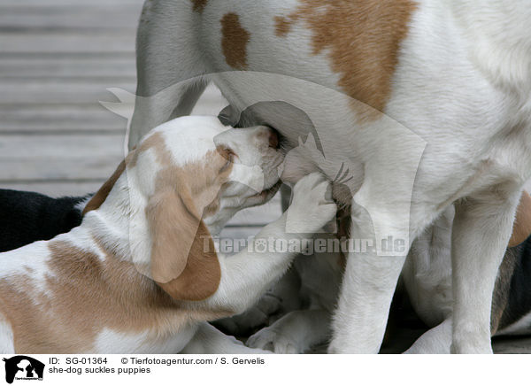 Hndin sugt Welpen / she-dog suckles puppies / SG-01364