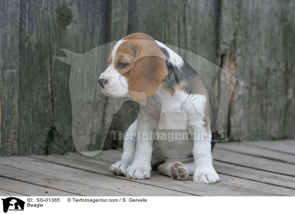 Beagle / SG-01365